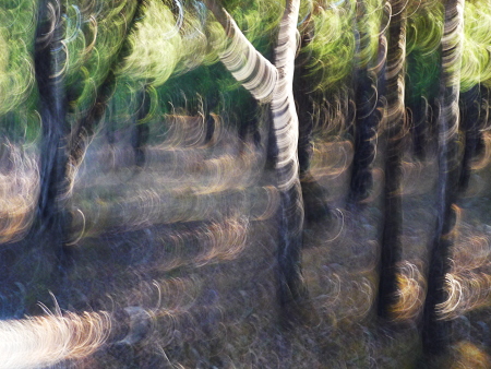 Forêt de pins