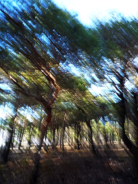 Forêt de pins