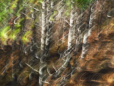 Forêt de pins