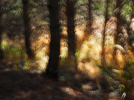 Forêt de pins