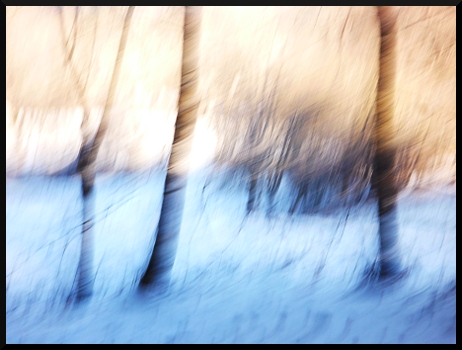 En neige et en bleu - Arbres flous