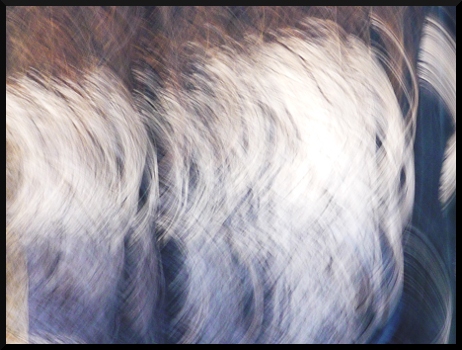 En neige et en bleu - Arbres flous