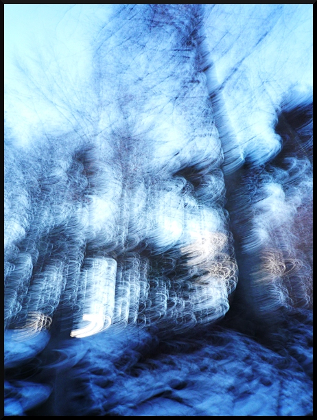 En neige et en bleu - Arbres flous