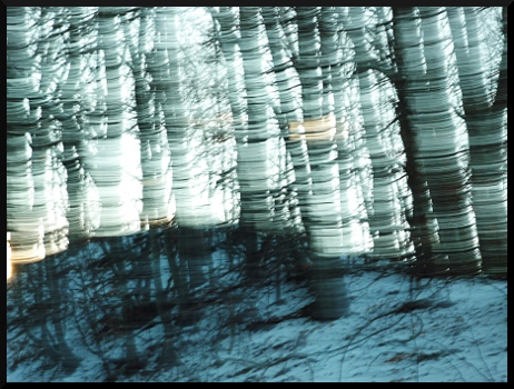 En neige et en bleu - Arbres flous