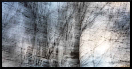 Arbres flous sous la neige