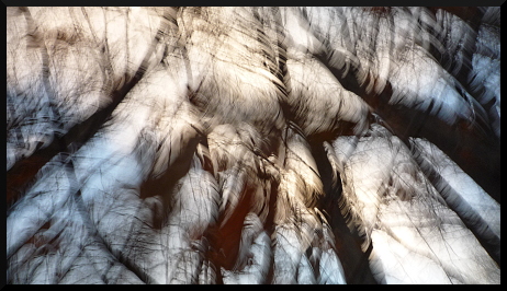 Arbres flous sous la neige