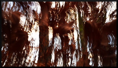 Arbres flous sous la neige