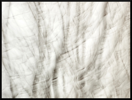 Arbres flous sous la neige