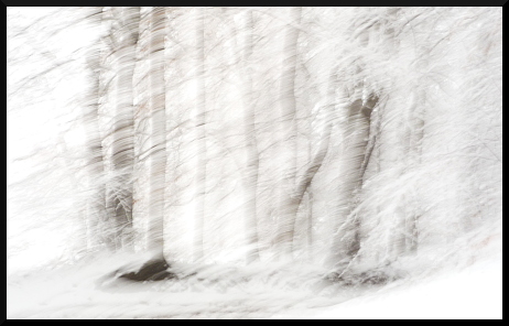 Arbres flous sous la neige