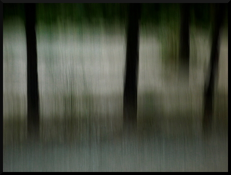 Arbres flous dans les Baronnies, sept. 2009 Arbres flous dans les Baronnies