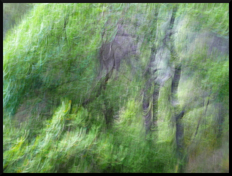 Forêt de chênes verts