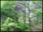Forêt de chênes verts