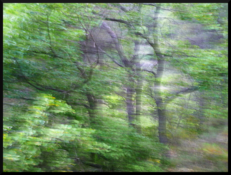Forêt de chênes verts