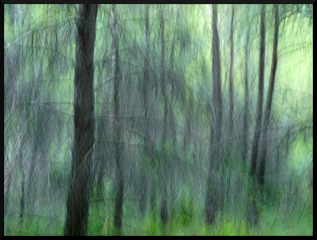 Forêt de chênes verts