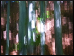 Flou et lumière en forêt