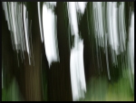 Arbre flou - Lumière blanche