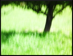 Danse avec les arbres