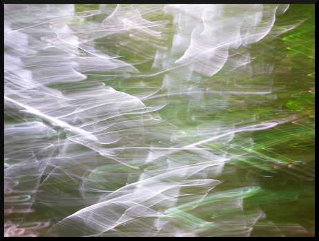 Arabesques forestières