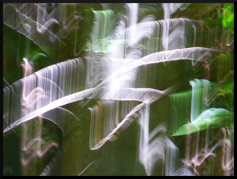 Arabesques forestières