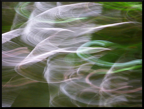 Arabesques forestières