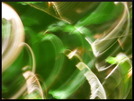 Arabesques forestières