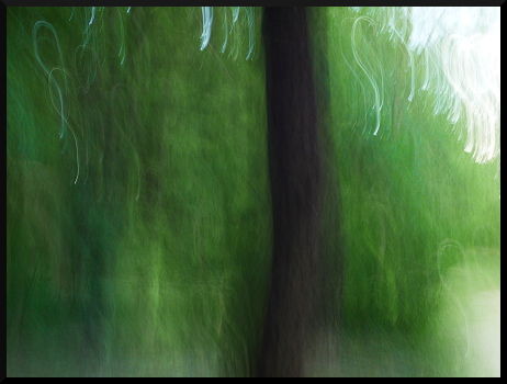 Arbres flous Limans