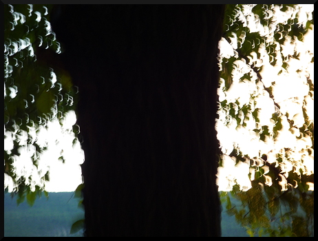 Arbres flous Limans