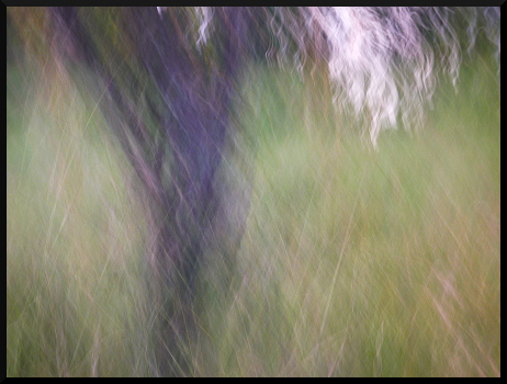 Arbres flous Limans