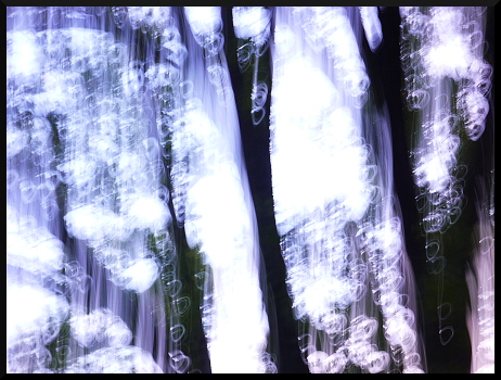Arbres flous Limans