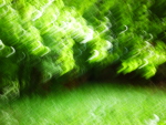 Arbres flous