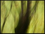arbres flous