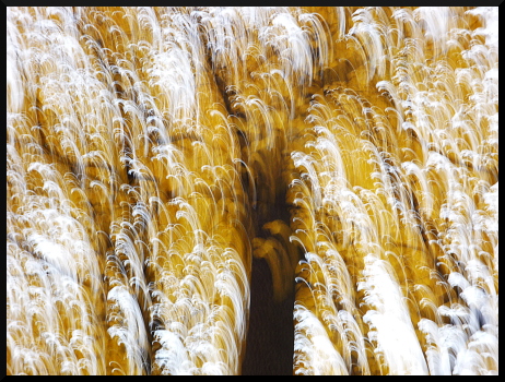 Abres flous, arbres jaunes
