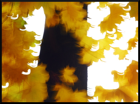 Abres flous, arbres jaunes