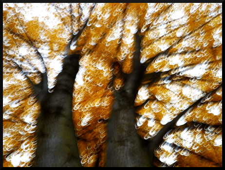 Abres flous, arbres jaunes