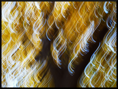 Abres flous, arbres jaunes