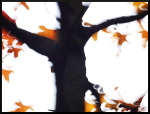 Abres flous, arbres jaunes