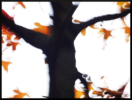 Abres flous, arbres jaunes