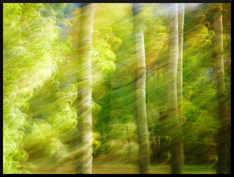 Arbres flous en forêt