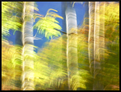 Arbres flous en forêt