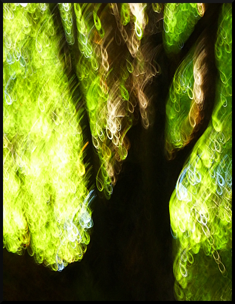 Arbres flous en forêt