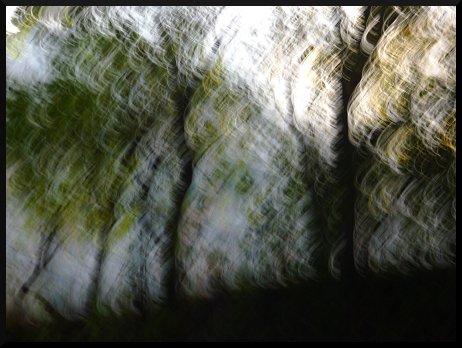 Arbres flous en forêt