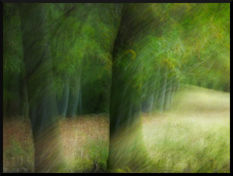 Belle, belle et floue, la forêt