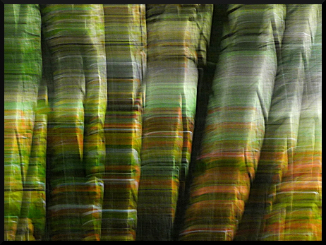 Des troncs tout en couleur