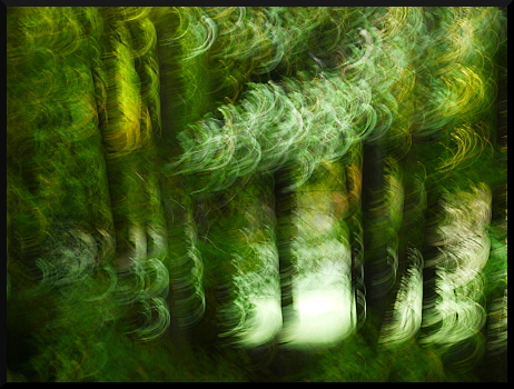 Arbres flous au Parc de Charance (Gap)
