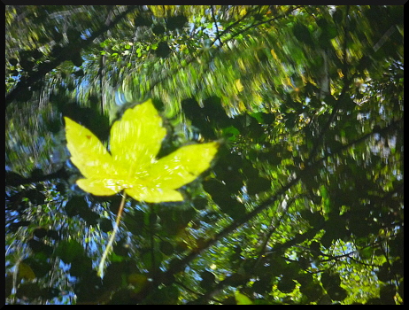 Arbres flous dans l'eau