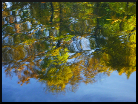 Arbres flous dans l'eau