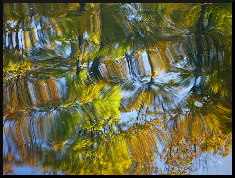 Arbres flous dans l'eau