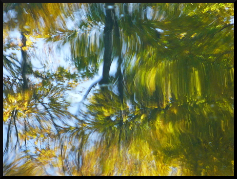 Arbres flous dans l'eau