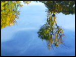 Arbres flous dans l'eau