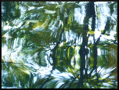 Arbres flous dans l'eau
